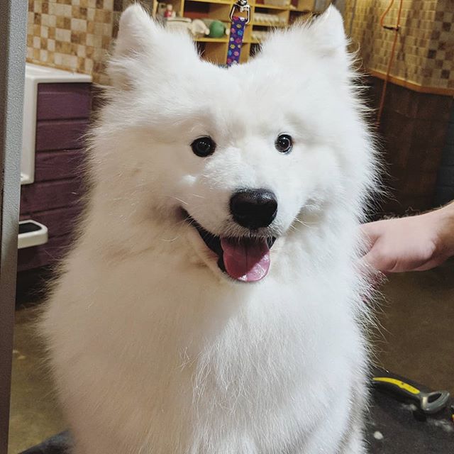 Samoyed Boomer after grooming
