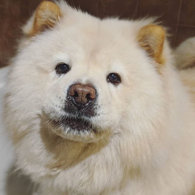 Chow Chow Caesar after grooming