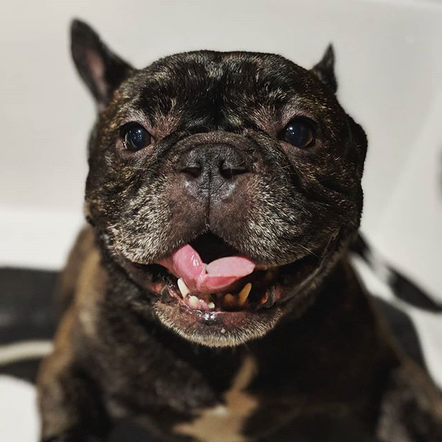 French Bulldog Dooku at Vienna Pet Spaw