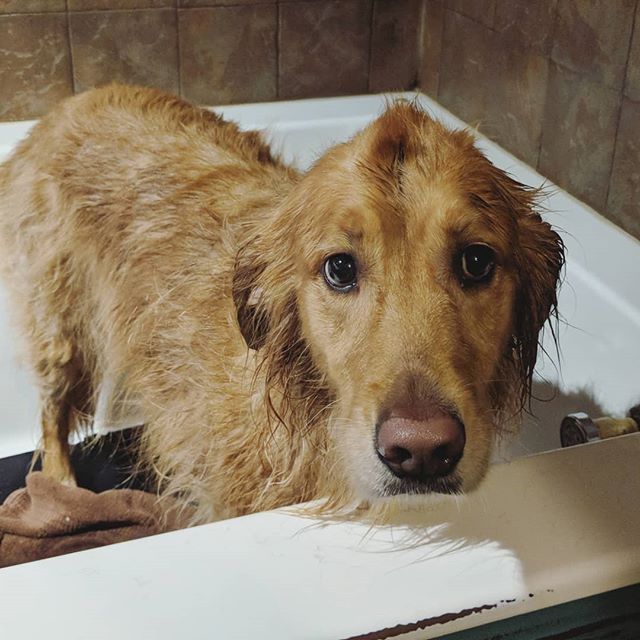 Golden retriever Dunkin after bath