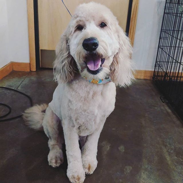 Theresa's goldendoodle Petunia