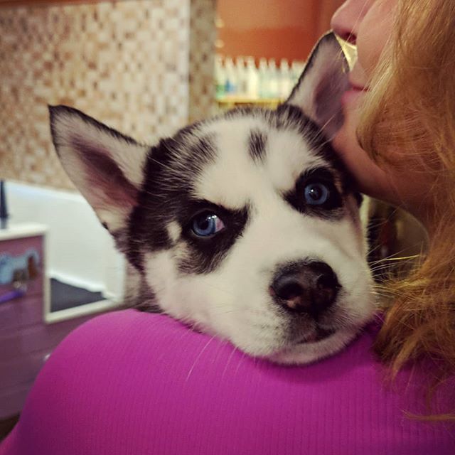 Husky Harvey after grooming