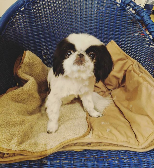 Japanese Chin Oreo at Vienna Pet Spaw