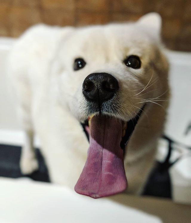 Samoyed Yuki ready for bath