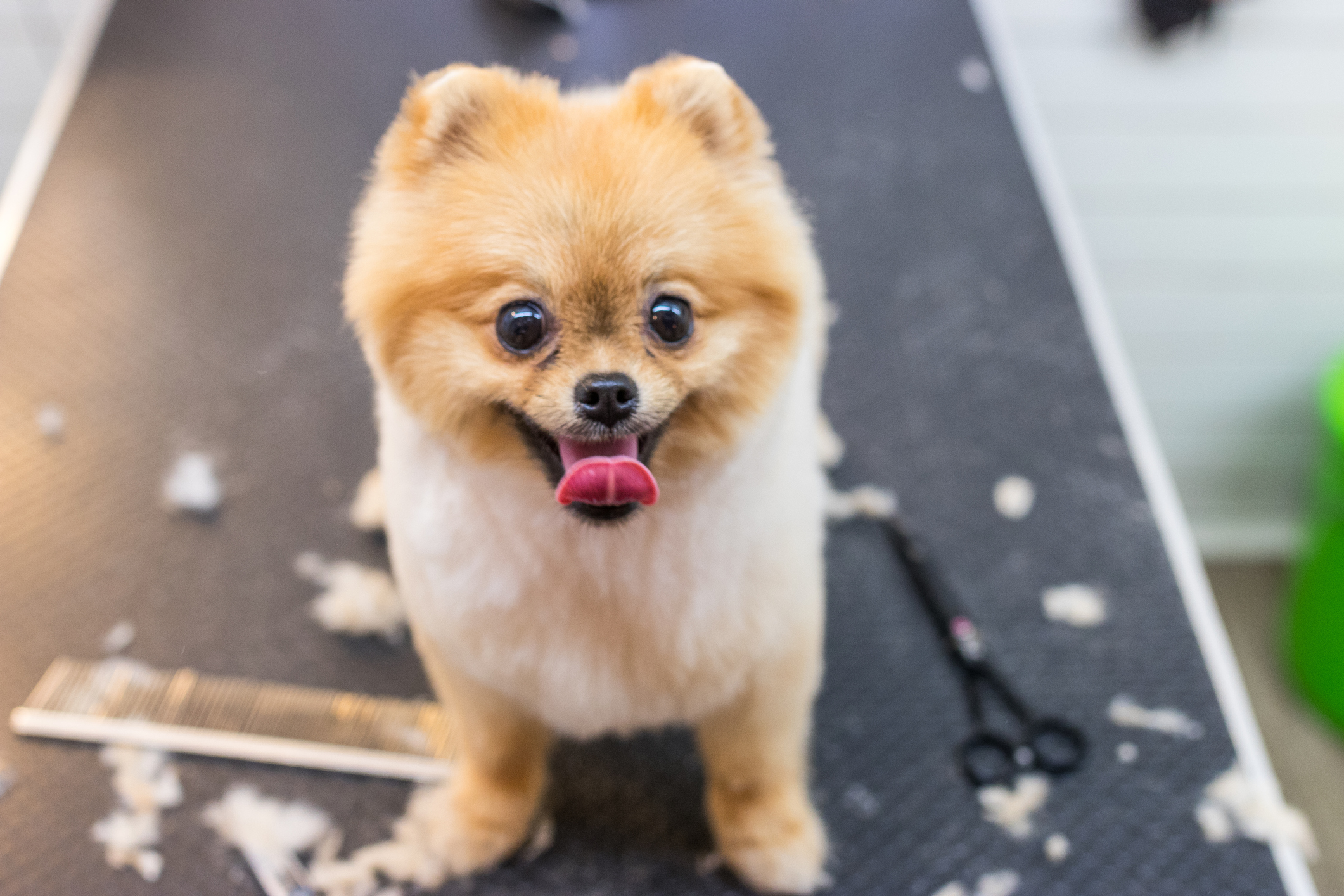 Dog being groomed at Vienna Pet Spaw
